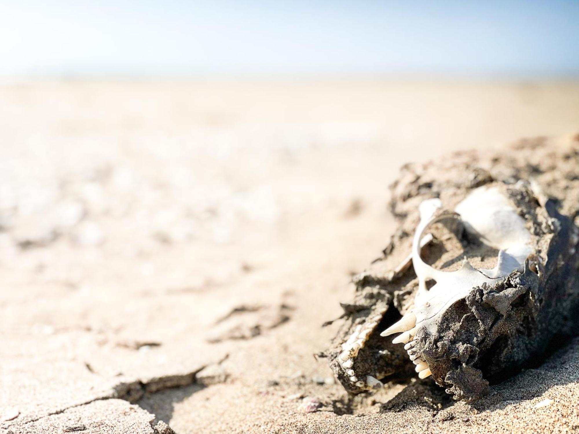 Skeleton Beach Backpackers Swakopmund Kültér fotó